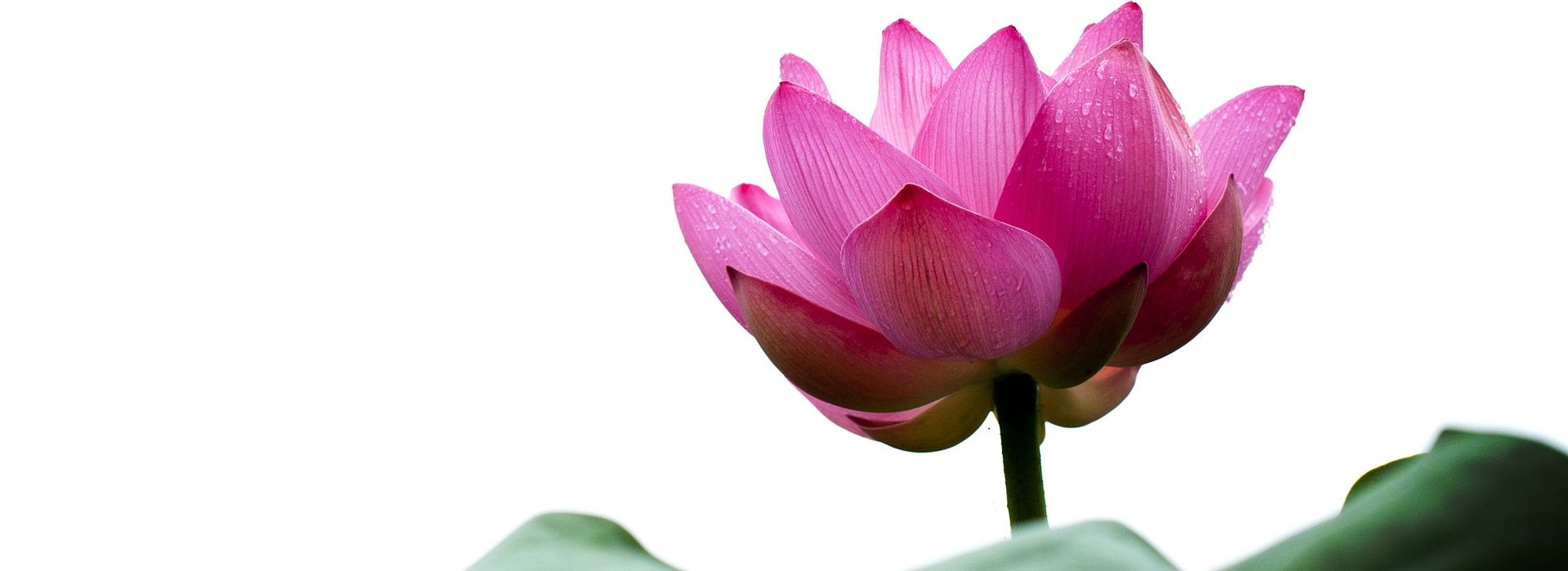 Cozijnsen Coaching – NEI – Healing – Reading